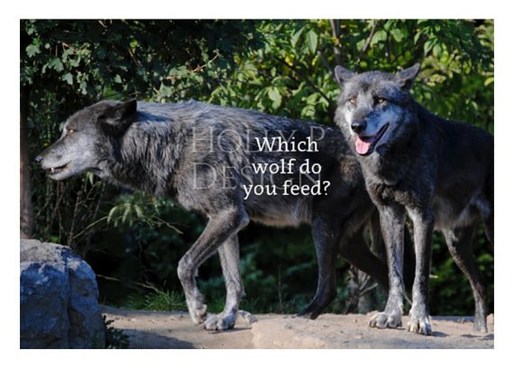 Holly P-119 - Which wolf do you feed?