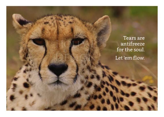 Holly P-128 - Tears are antifreeze
